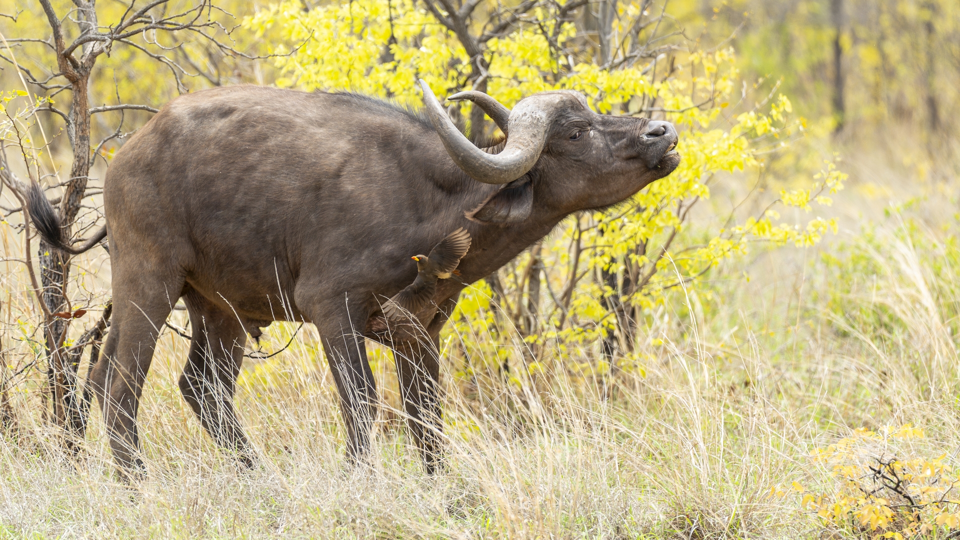 Kruger25 2025 11 06 10 21 09 ILCE 9M3 2514
